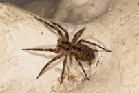 La Zoropse  pattes pineuses. Une femelle (Araneae - Zoropsidae - Zoropsis spinimana)